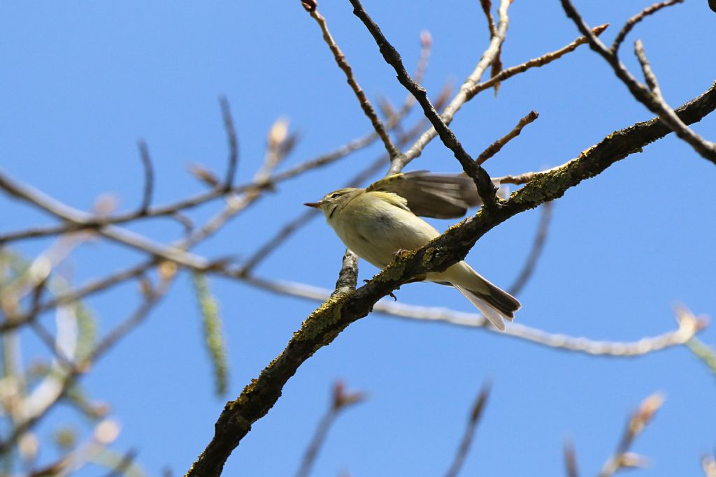 Id. Silvidae : Lu grosso, Lu piccolo e Bigiarella